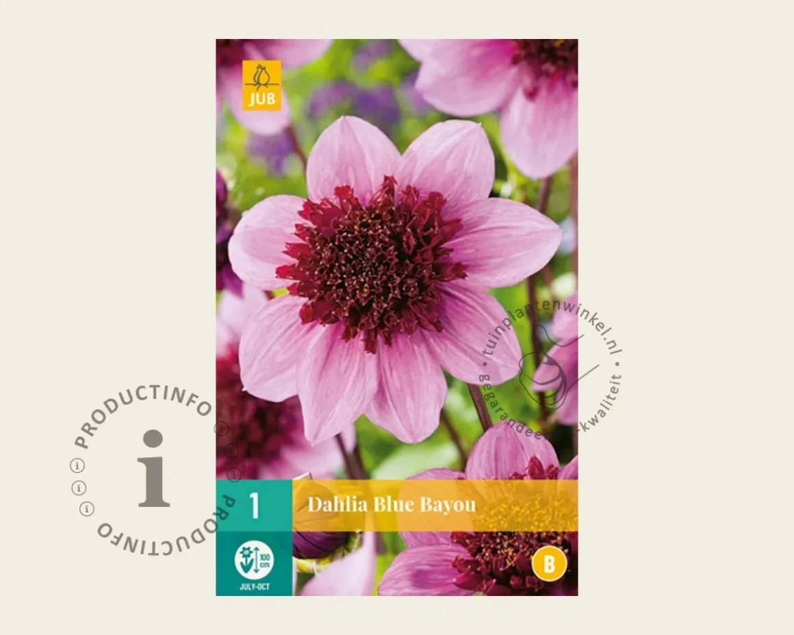 Dahlia 'Blue Bayou'