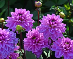 Dahlia 'Bluetifull'