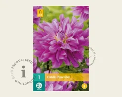 Dahlia 'Bluetifull'