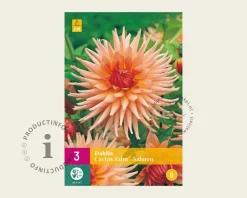 Dahlia Cactus Salmon
