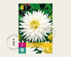 Dahlia Cactus White