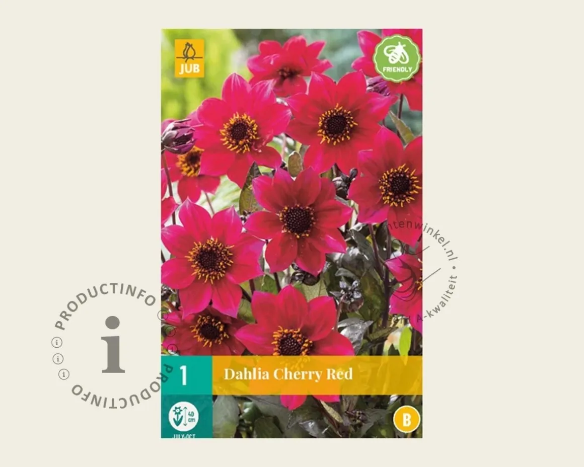 Dahlia 'Cherry Red'