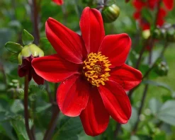 Dahlia 'Cherry Red'