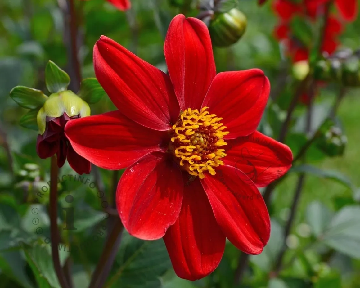 Dahlia 'Cherry Red'