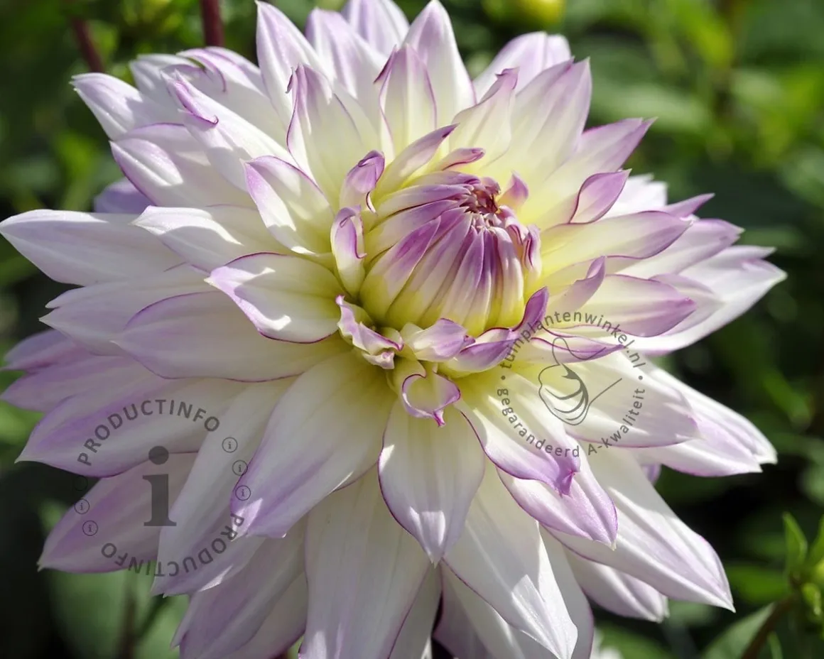 Dahlia 'Crazy Love'