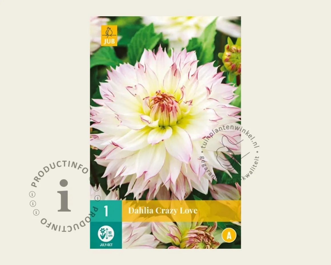Dahlia 'Crazy Love'