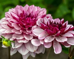 Dahlia 'Crème de Cassis'