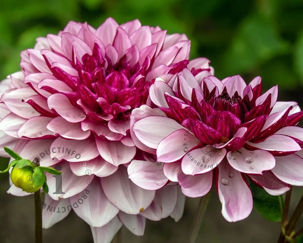 Dahlia 'Crème de Cassis'