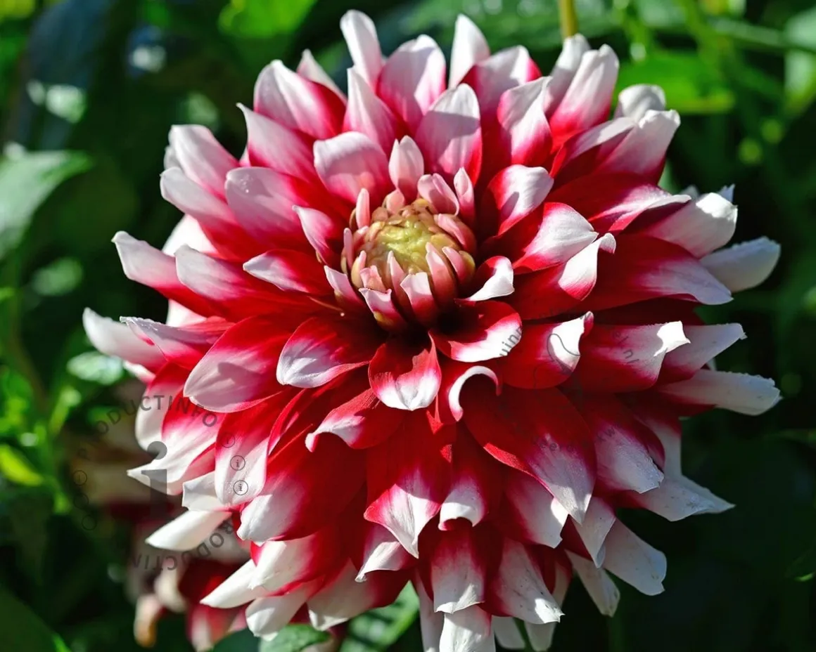 Dahlia 'Duet'