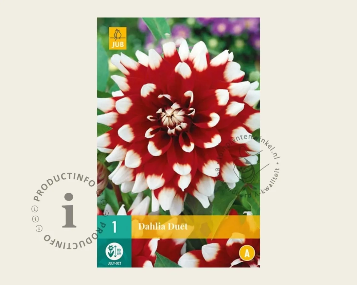 Dahlia 'Duet'