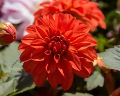 Dahlia 'Ellen Houston'