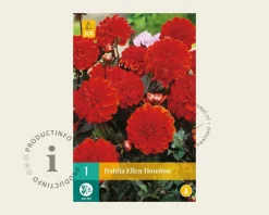 Dahlia 'Ellen Houston'