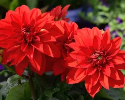 Dahlia 'Ellen Houston'