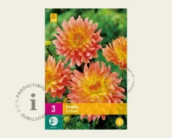 Dahlia 'Extase'