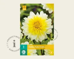 Dahlia '(Freya's) Paso Doble'