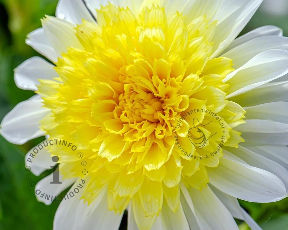 Dahlia '(Freya's) Paso Doble'