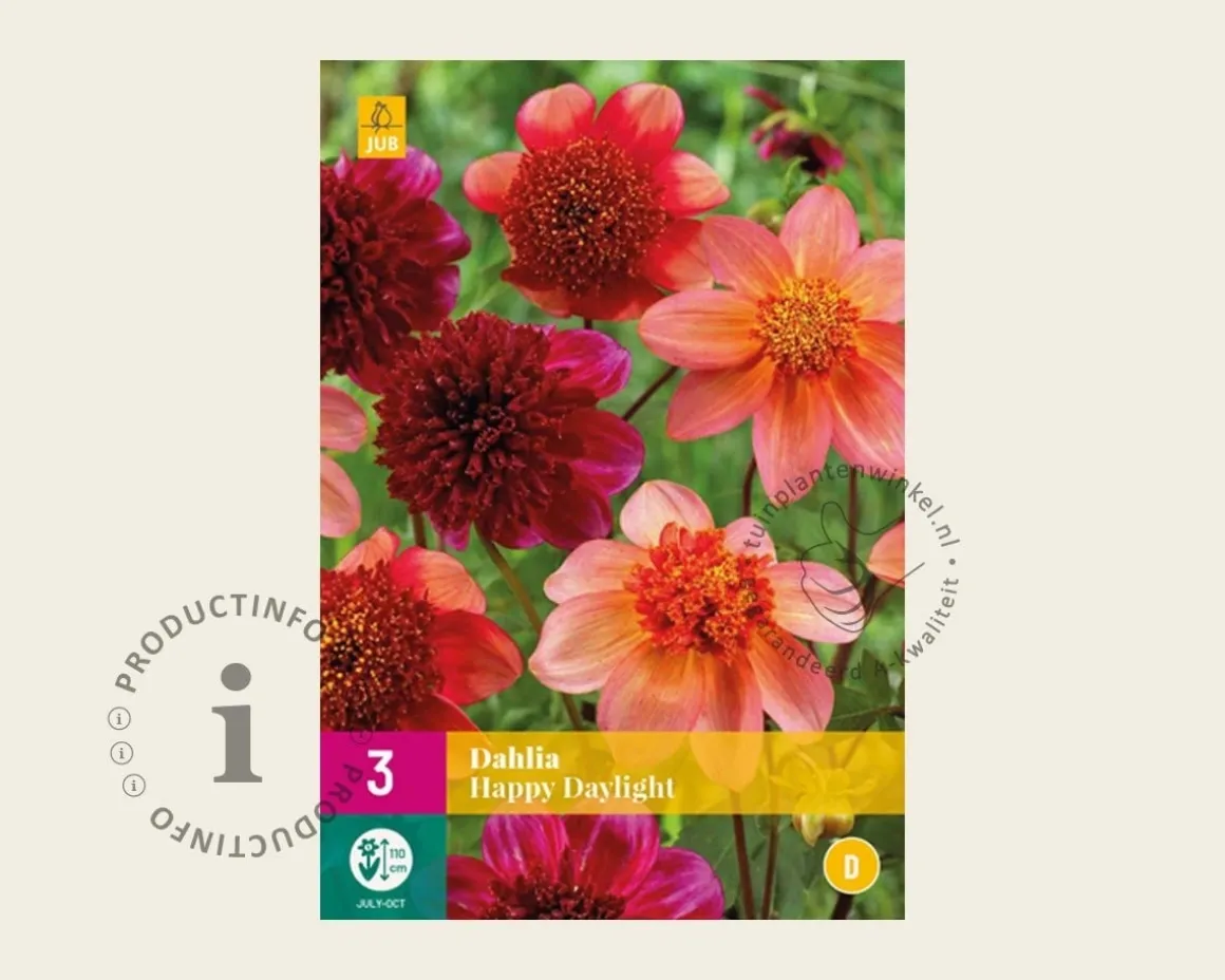 Dahlia Happy Daylight
