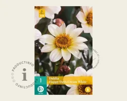Dahlia 'Happy Days Cream'