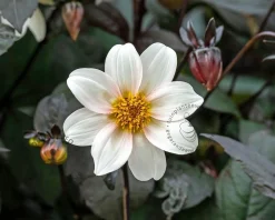 Dahlia 'Happy Days Cream'