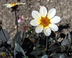 Dahlia 'Happy Days Cream'