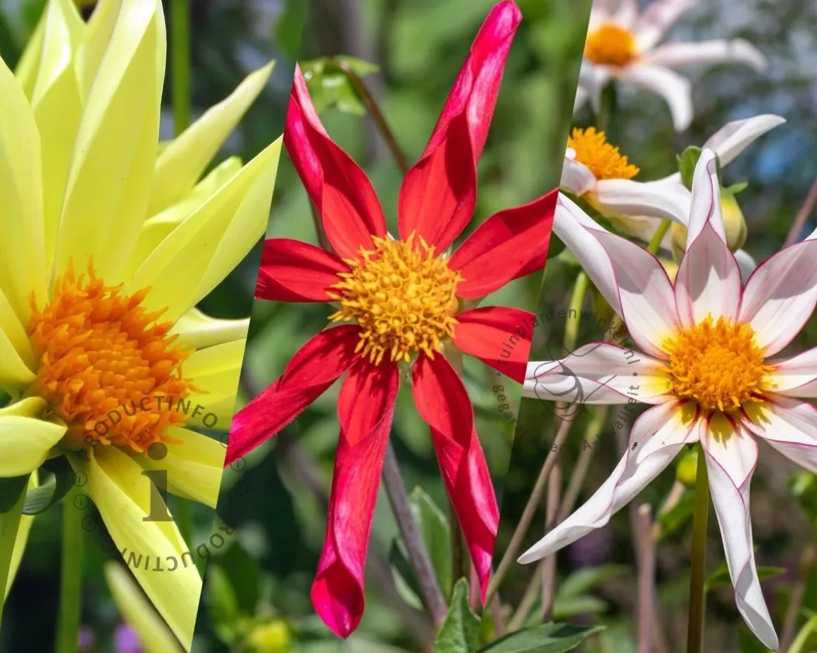 Dahlia Honka Mix