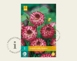 Dahlia 'Little Robert'
