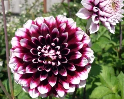 Dahlia 'Mystery Day'