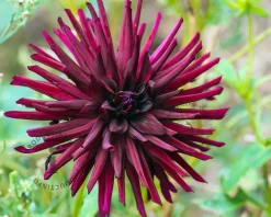 Dahlia 'Nuit d'Été'