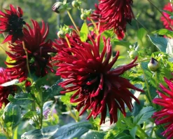 Dahlia 'Nuit d'Été'