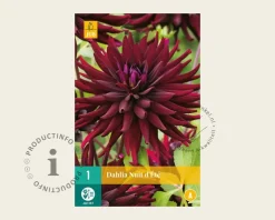 Dahlia 'Nuit d'Été'