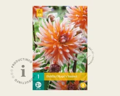 Dahlia 'Okapi's Sunset'