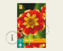 Dahlia 'Pooh'