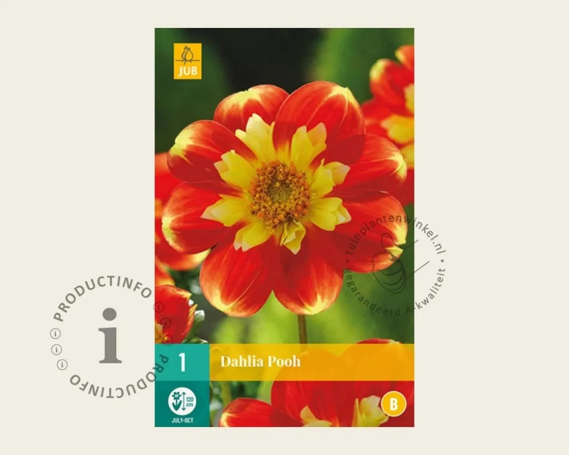 Dahlia 'Pooh'