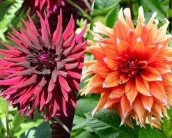Dahlia Salt & Pepper