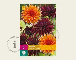 Dahlia Salt & Pepper