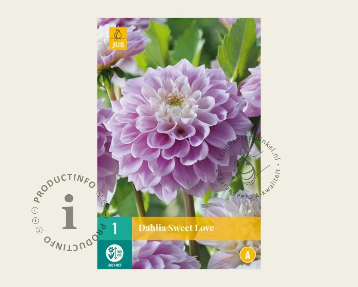 Dahlia 'Sweet Love'