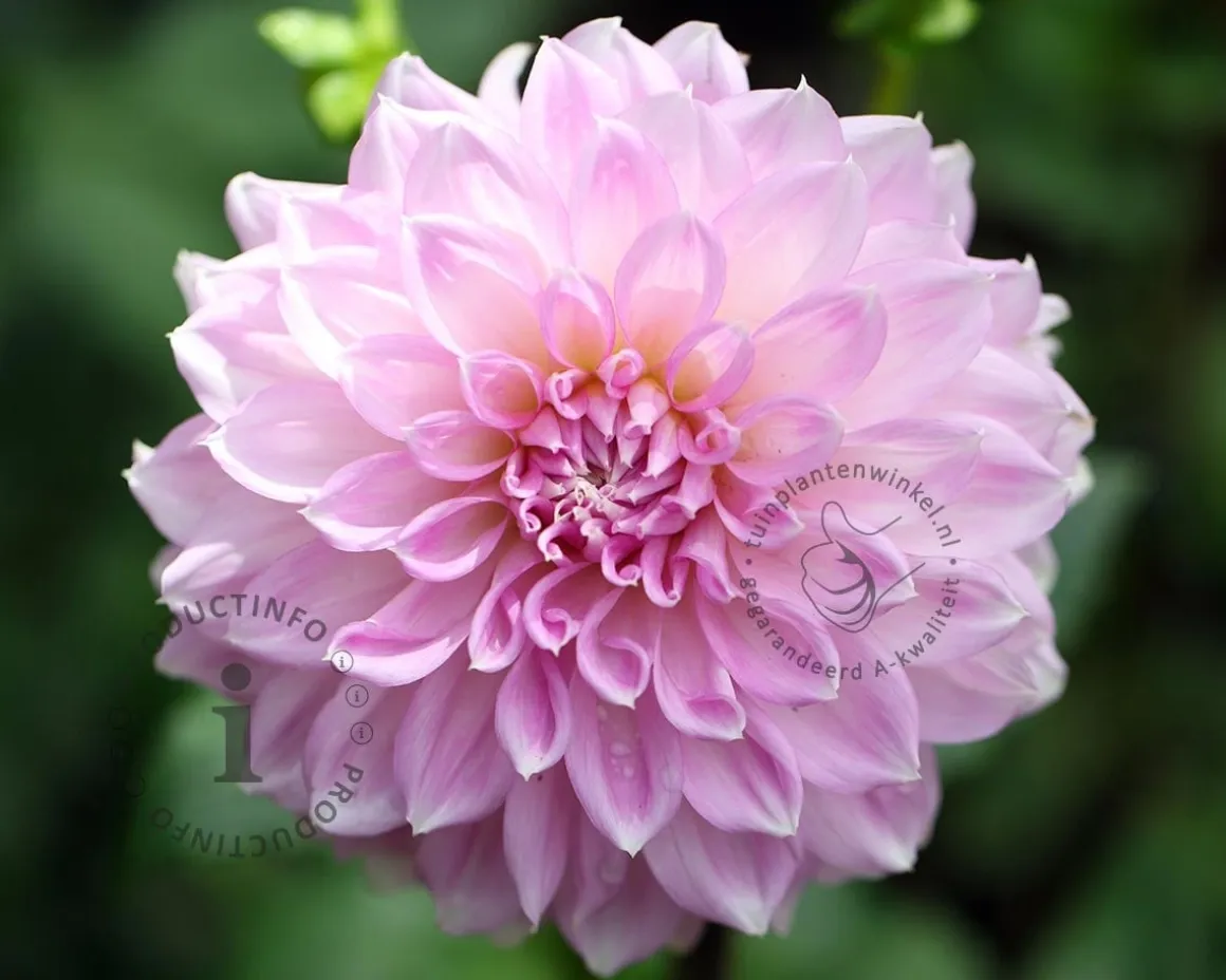 Dahlia 'Sweet Love'