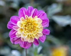Dahlia 'Take Off'