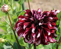 Dahlia 'Tartan'