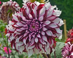 Dahlia 'Tartan'