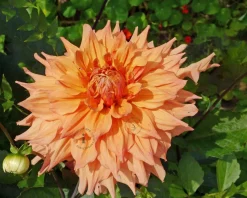 Dahlia 'Tyrell'