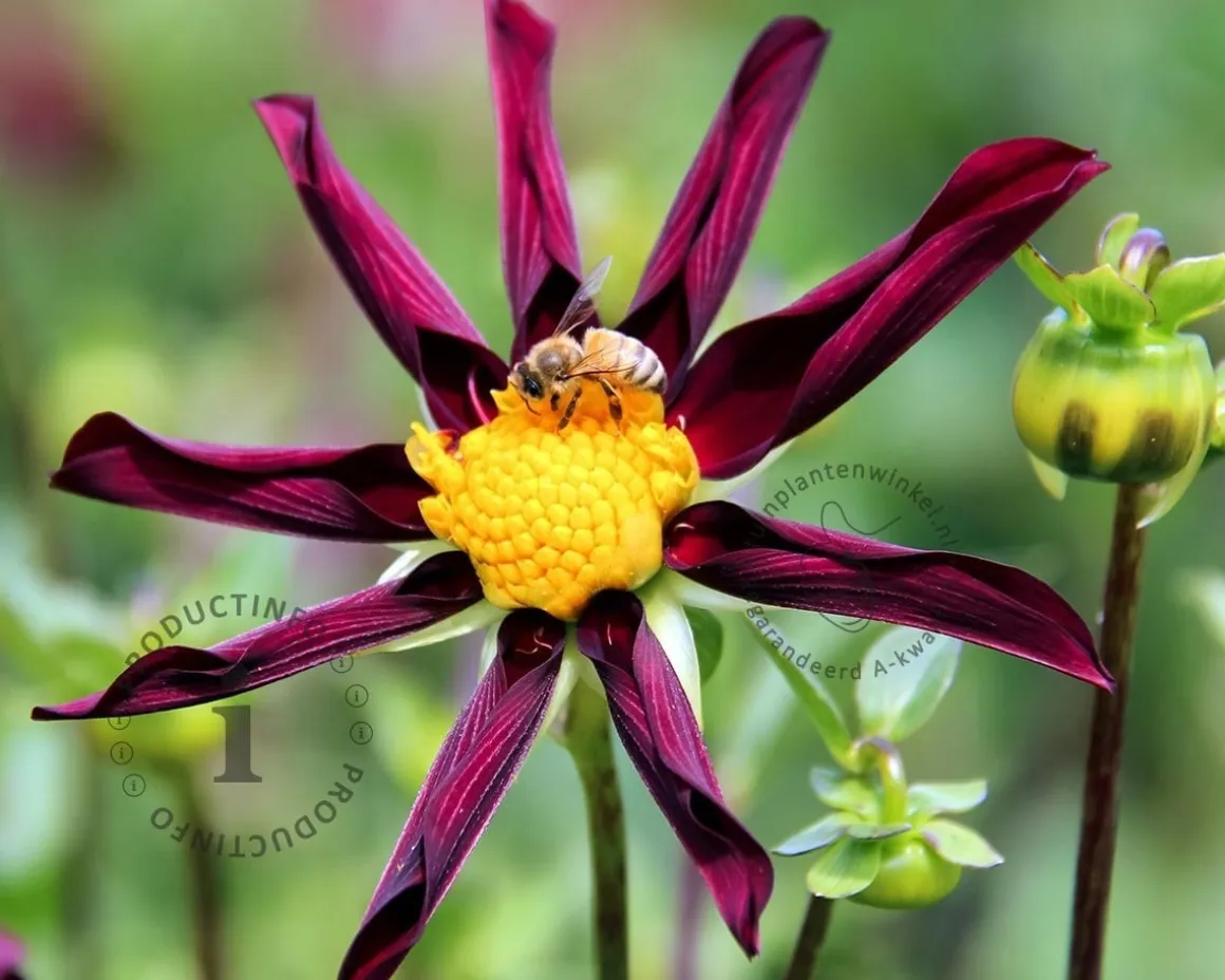 Dahlia 'Verrone's Obsidian'
