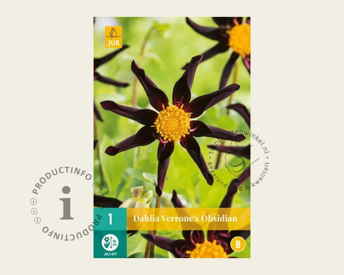 Dahlia 'Verrone's Obsidian'
