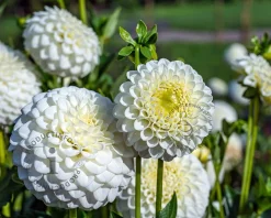 Dahlia 'White Aster'