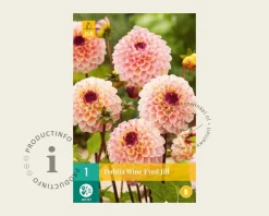 Dahlia 'Wine Eyed Jill'
