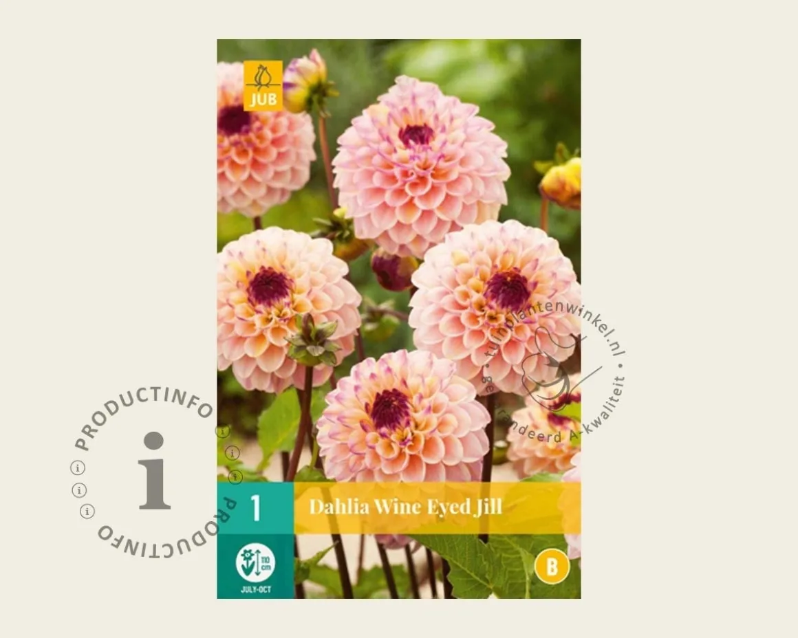 Dahlia 'Wine Eyed Jill'