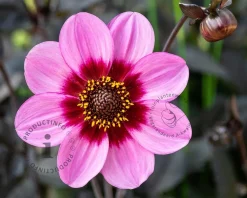Dahlia 'Wishes 'n Dreams'