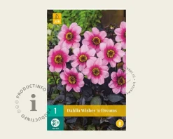 Dahlia 'Wishes 'n Dreams'