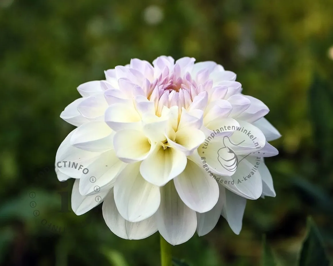 Dahlia 'Wittem'