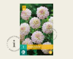 Dahlia 'Wittem'